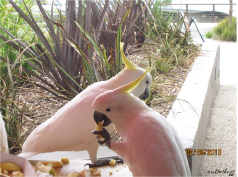 Intelligent cockatoos eating their own french fries