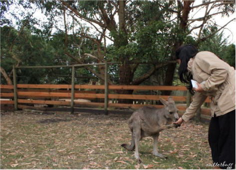 Feeding a kangaroo in the petting zoo