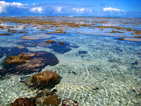 Clear waters around the Lady Elliot Island