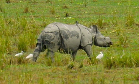Rhinos in Kaziranga