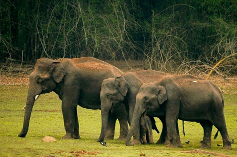 Elephants in Kabini