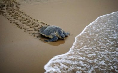 A turtle going back into sea