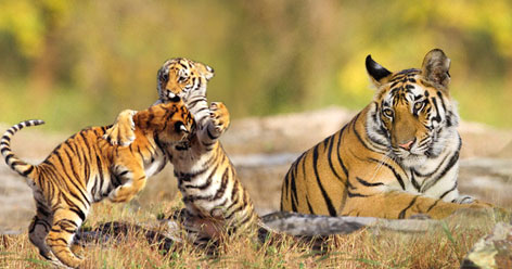 Tigers in Pench