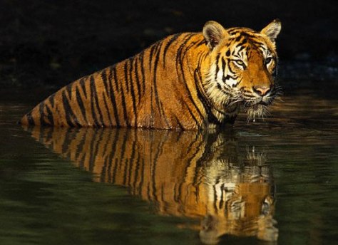 sunderban-bengal-tiger4