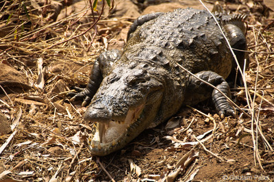 Crocodiles in Tadoba