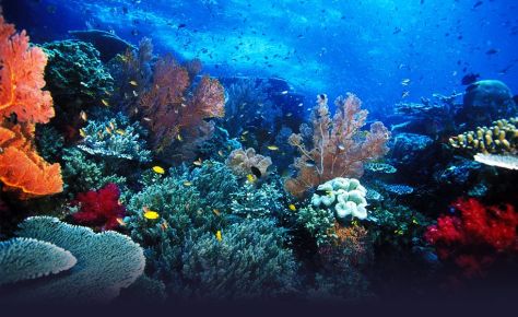 Marine Life in Raja Ampat